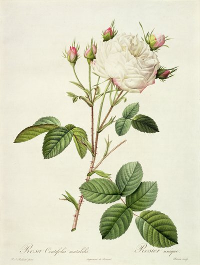 Rosa Centifolia Mutabilis, grabado por Bessin, publicado por Remond de Pierre Joseph Redouté